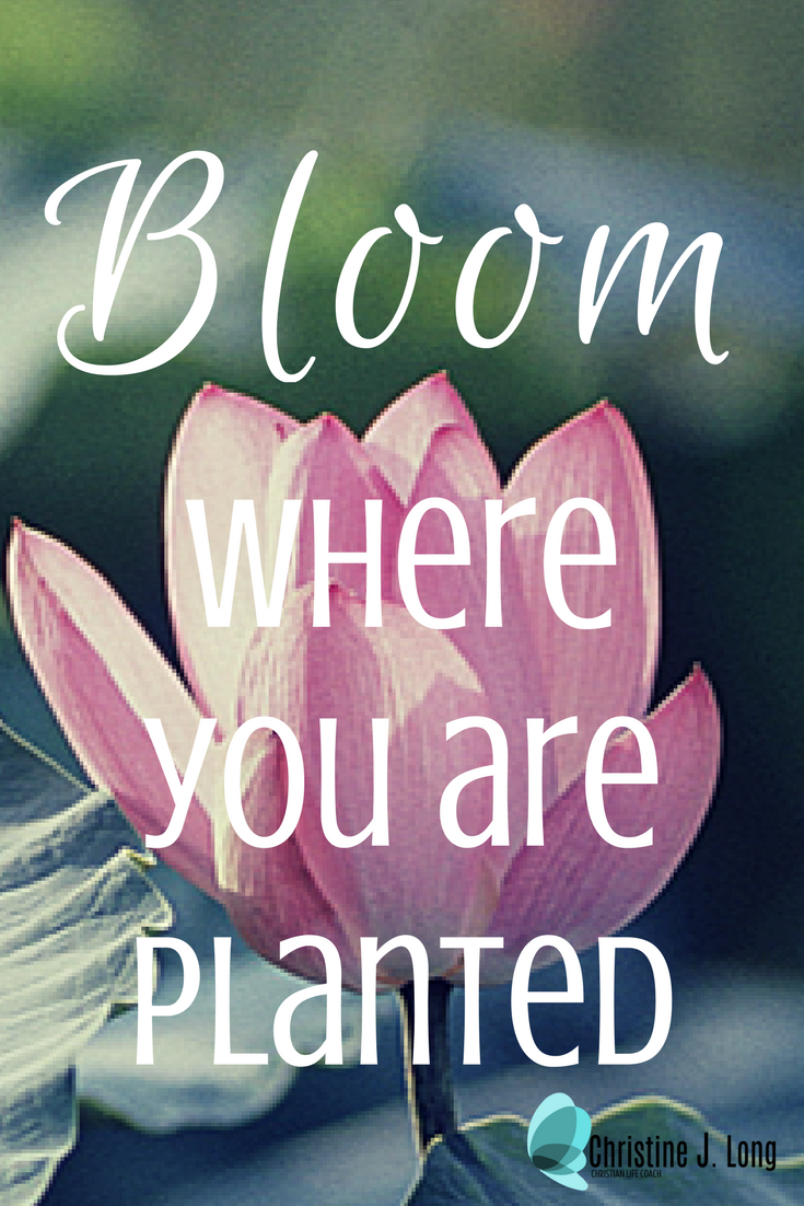 Pinterest Bloom